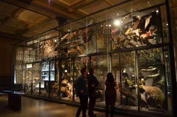 ベルリン自然史博物館進化と多様性メイン