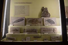 ベルリン自然史博物館化石偶蹄類