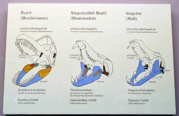 ベルリン自然史博物館化石哺乳類型爬虫類ディメトロドン