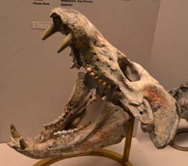 ベルリン自然史博物館化石哺乳類型爬虫類下顎グラフィック