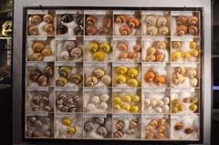 ベルリン自然史博物館進化と多様性種内変異