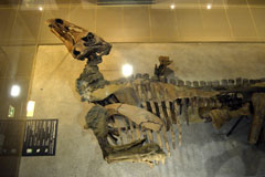 エドモントサウルス Edmontosaurus