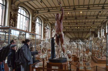 パリ自然史博物館・古生物学比較解剖学展示館１階展示室入口