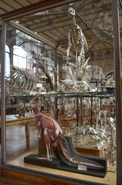 パリ自然史博物館・古生物学比較解剖学展示館カンガルー