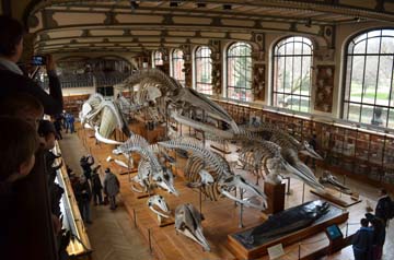 パリ自然史博物館・古生物学比較解剖学展示館１階展示室鯨類