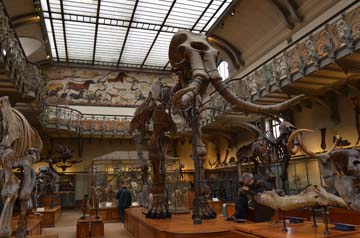パリ自然史博物館・古生物学比較解剖学展示館２階展示室マンモス