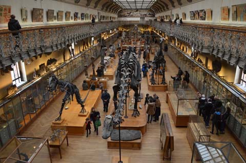 パリ自然史博物館・古生物学比較解剖学展示館２階全景