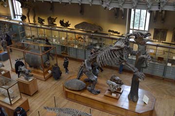 パリ自然史博物館・古生物学比較解剖学展示館２階展示室オオナマケモノ
