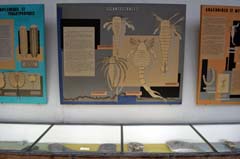 パリ自然史博物館・古生物学比較解剖学展示館グラフィック