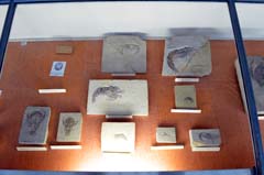 パリ自然史博物館・古生物学比較解剖学展示館エビの化石