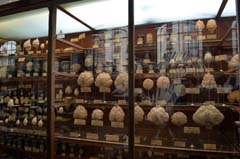 パリ自然史博物館・古生物学比較解剖学展示館脳標本