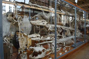 パリ自然史博物館・古生物学比較解剖学展示館ワニ