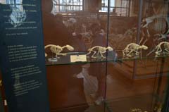 パリ自然史博物館・古生物学比較解剖学展示館歩行骨格