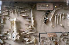 パリ自然史博物館・古生物学比較解剖学展示館魚頭骨分離標本