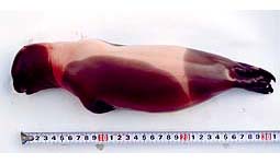 a fetus of ribbon seal