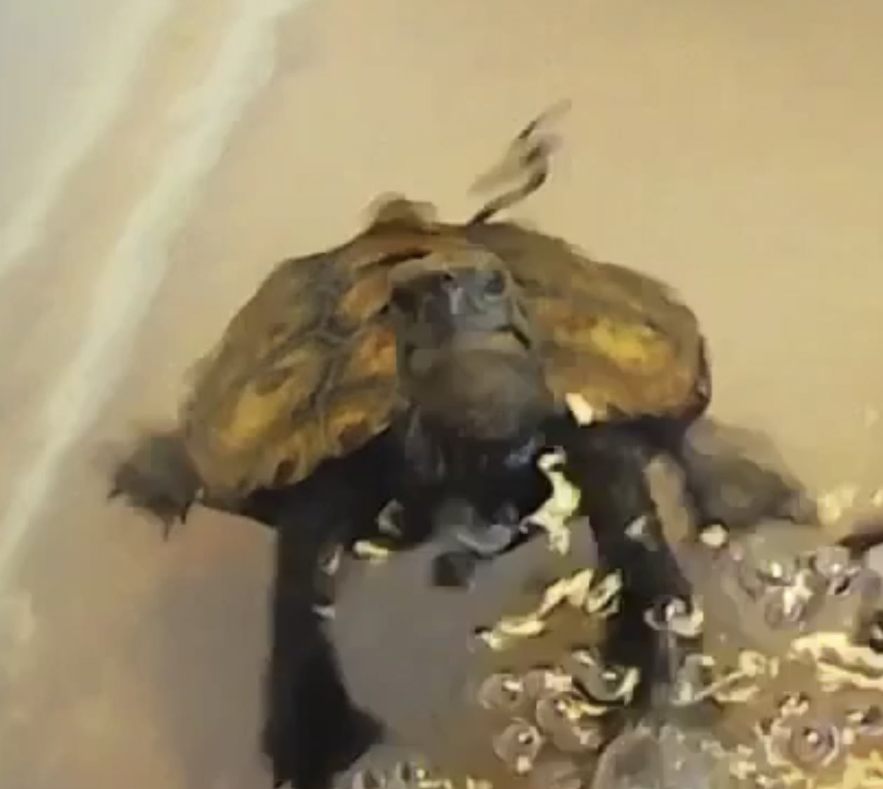 ニホンイシガメ