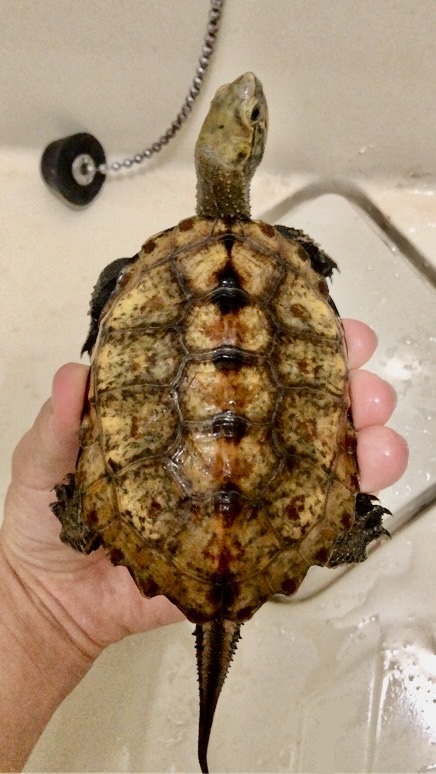 ニホンイシガメ