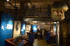 ロンドン自然史博物館恐竜コーナー