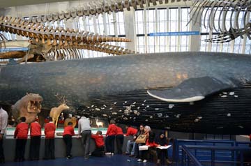ロンドン自然史博物館鯨類ホール