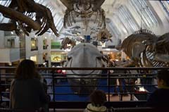 ロンドン自然史博物館鯨類ホール