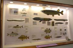 ロンドン自然史博物館魚類コーナー