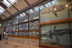 ロンドン自然史博物館魚竜化石展示室