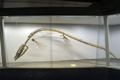 Tylosaurus micromus