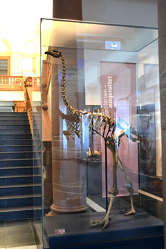 大モア Dinornis giganteus