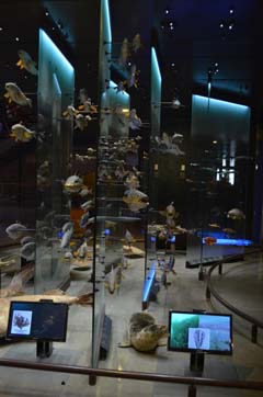 パリ自然史博物館・ 進化大展示館魚類