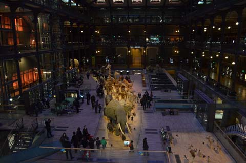 パリ自然史博物館・ 進化大展示館１階