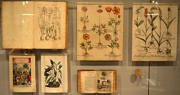 ブールハーフェ博物館17世紀の植物画
