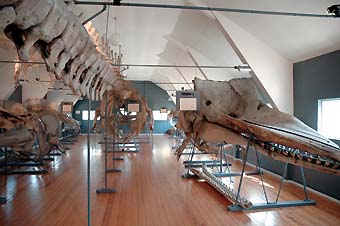 ヴェストフォル県立博物館捕鯨砲資料