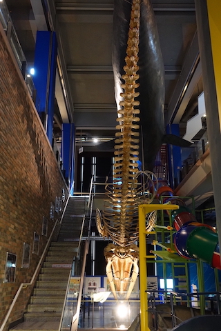 コククジラの模型とニタリクジラの全身骨格