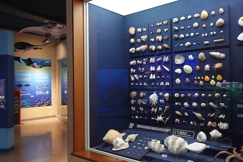 海の貝類の展示